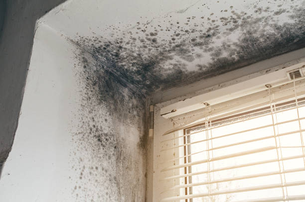 Affordable Mold Remediation solutions in Grottoes, VA
